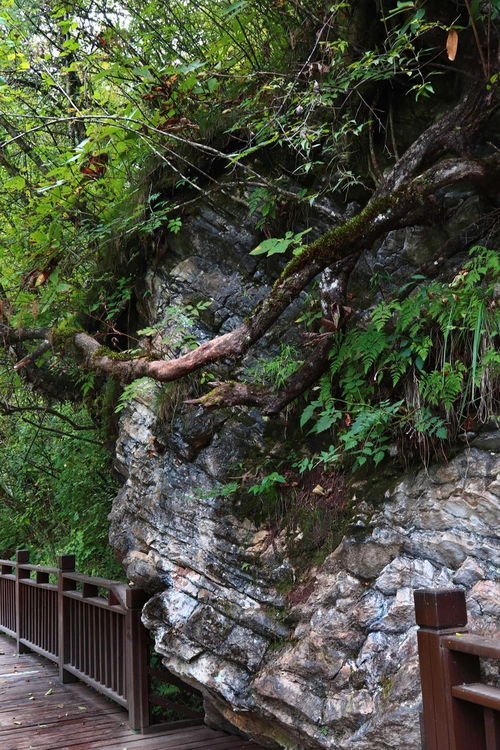 夢回甘南仙境，探秘官鵝溝——開啟一場說走就走的自然與文化之旅